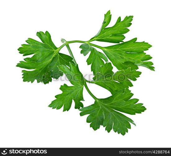 parsley isolated on a white background