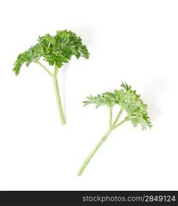 Parsley isolated on a white bg