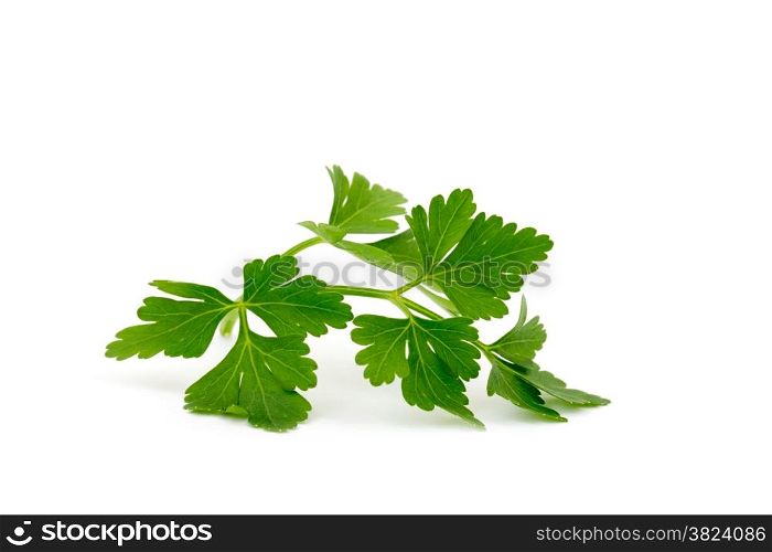 parsley isolated on white