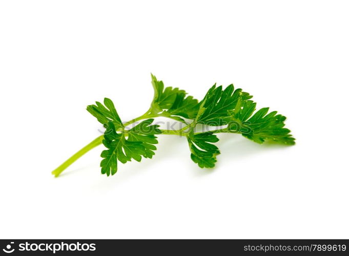 Parsley isolated on white