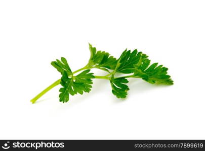 Parsley isolated on white