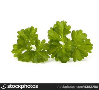 parsley isolated on white background