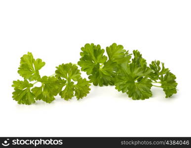 parsley isolated on white background