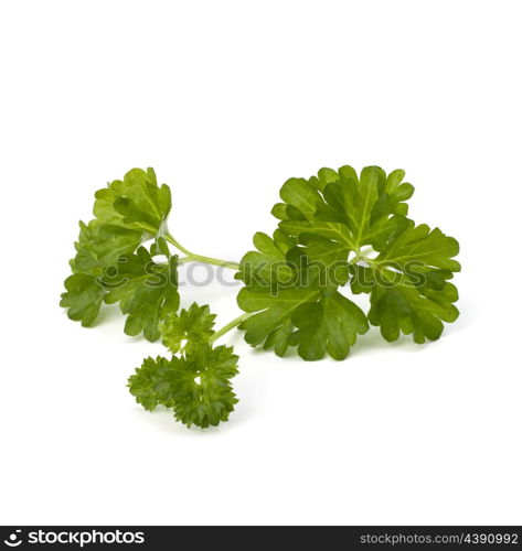 parsley isolated on white background