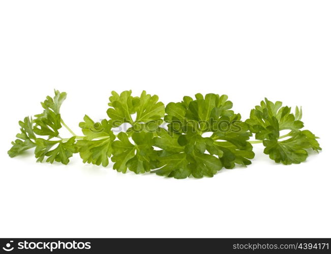 parsley isolated on white background