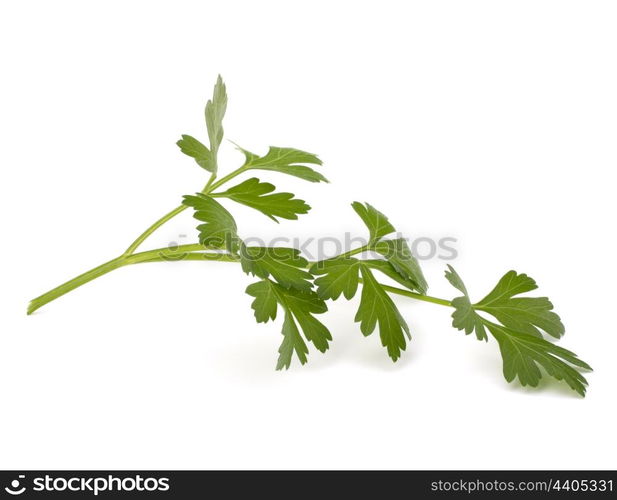 parsley isolated on white background