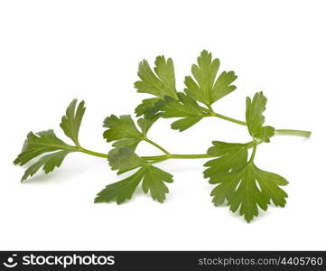 parsley isolated on white background