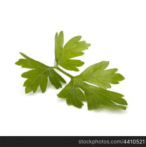 parsley isolated on white background