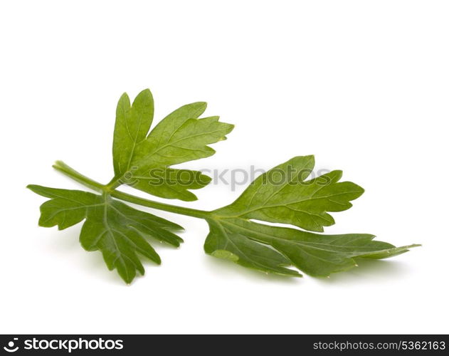 parsley isolated on white background