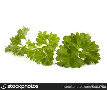 parsley isolated on white background