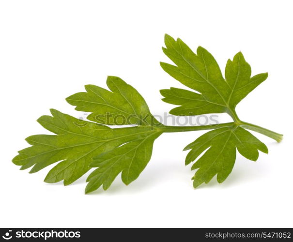 parsley isolated on white background