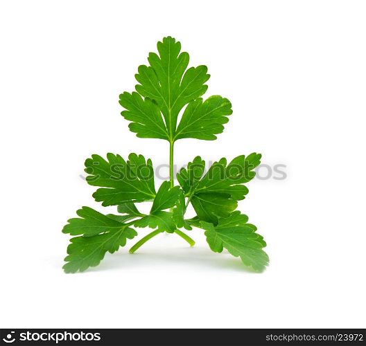 parsley isolated on white&#xA;&#xA;