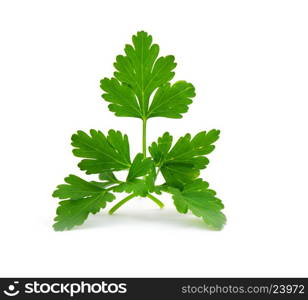 parsley isolated on white&#xA;&#xA;
