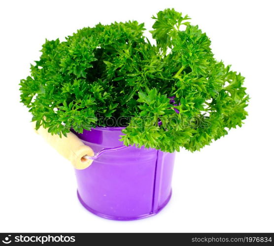 Parsley on White Background Studio Photo. Parsley on White Background