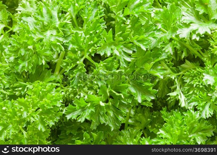 Parsley (Petroselinum) is a bright green biennial herb, often used as spice