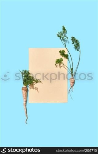 Parsley roots with green stems decorate a piece of paper on a blue background with copy space for text. Postcard. Flat lay. A piece of paper decorated with parsley roots with green leaves on a blue background with copy space. Creative postcard. Flat lay