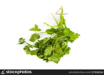 Parsley tied in a bunch with twine, isolated on white background