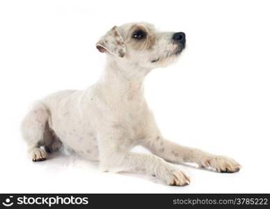 parson russell terrier in front of white background