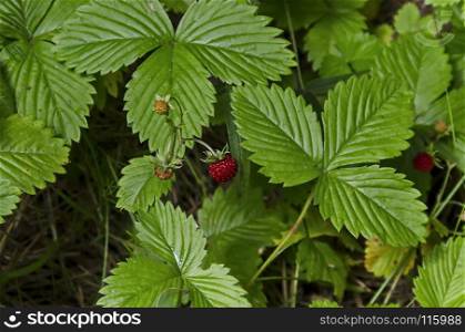 Part from glade with wild strawberry fruits and leaf, Plana mountain, Bulgaria