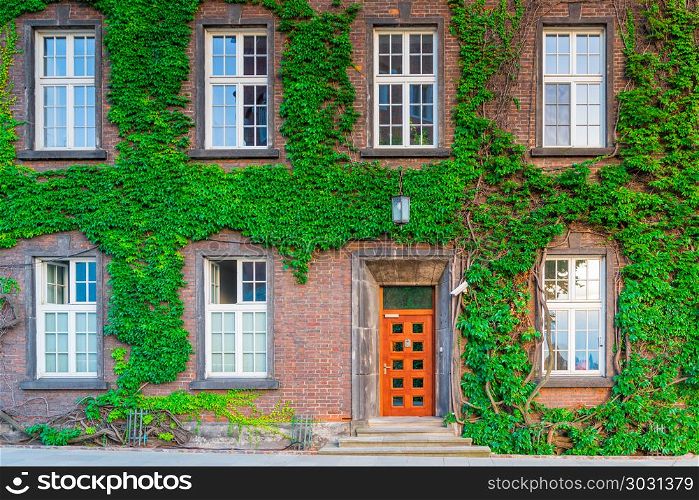part of a brick building with windows and a door, overgrown with. part of a brick building with windows and a door, overgrown with beautiful ivy