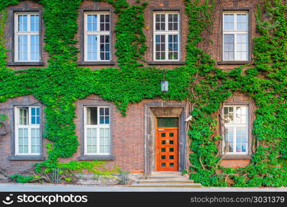 part of a brick building with windows and a door, overgrown with. part of a brick building with windows and a door, overgrown with beautiful ivy