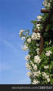 Part of a rose arbor with white flowering roses