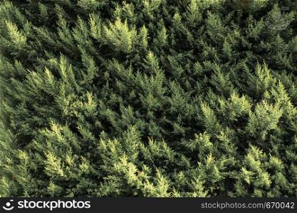 Part of a tree and leaves as a natural background texture