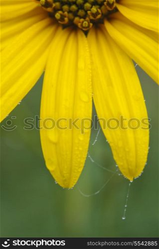 Part of a yellow flower with drops of dew close up