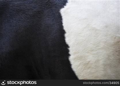 part of black and white hide on side of lakenvelder cow