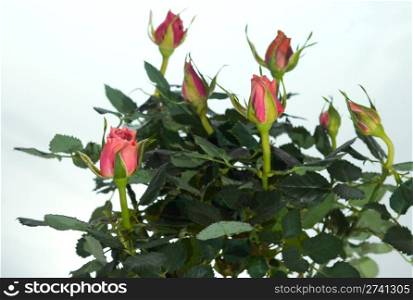 Part of blossoming home small rose plant with seven rosebuds