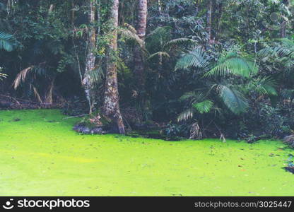 part of deep tropical forest scene