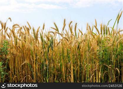 Part of golden wheat field on a sunny day.
