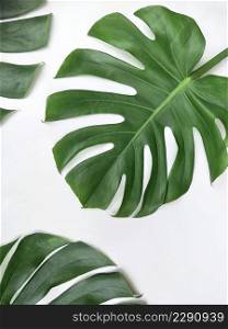 Part of green jungle Monstera leaves on white background in vertical frame, foliage background design concept