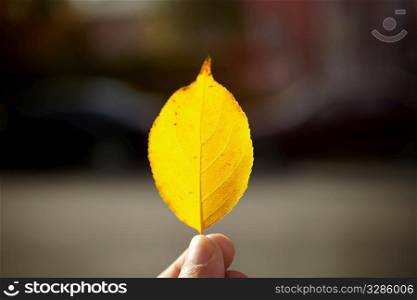 part of hand with yellow leaf, focus on nearest part