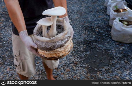 Part of man holding Milky mushrooms are growing on mushroom cultivation bags in home gardening area