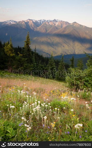 Part of Olympic National Park as the sun begins to rise