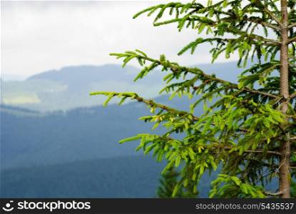 Part of pine tree against mountains background