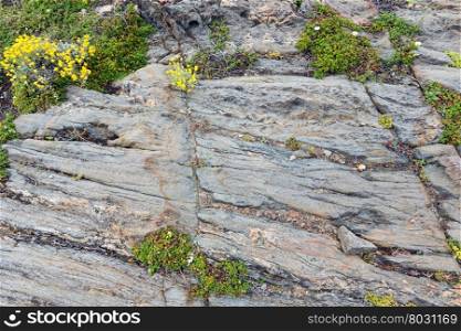 Part of rock close up with yellow flowers. Nature background.