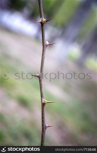Part of the stem with thorns. Vertical view