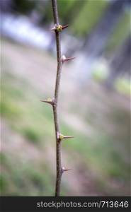 Part of the stem with thorns. Vertical view