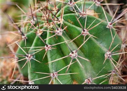 Part of thorny potted home Barrel cactus plant.