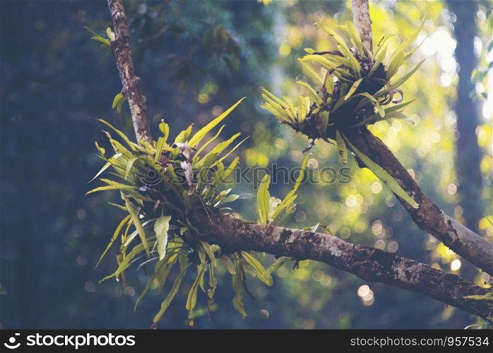 part of tropical forest, natural forest scene, vintage filter image