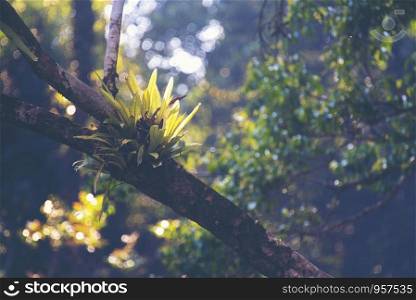 part of tropical forest, natural forest scene, vintage filter image
