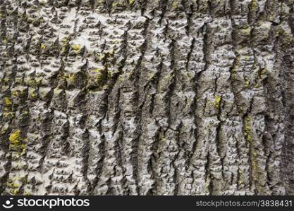 part of white poplar bark with yellow moss