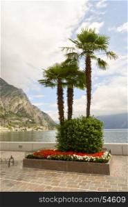 Parterre of palm trees . View of Lake Resia in northern Italy, in the Trentino-Alto Adige region