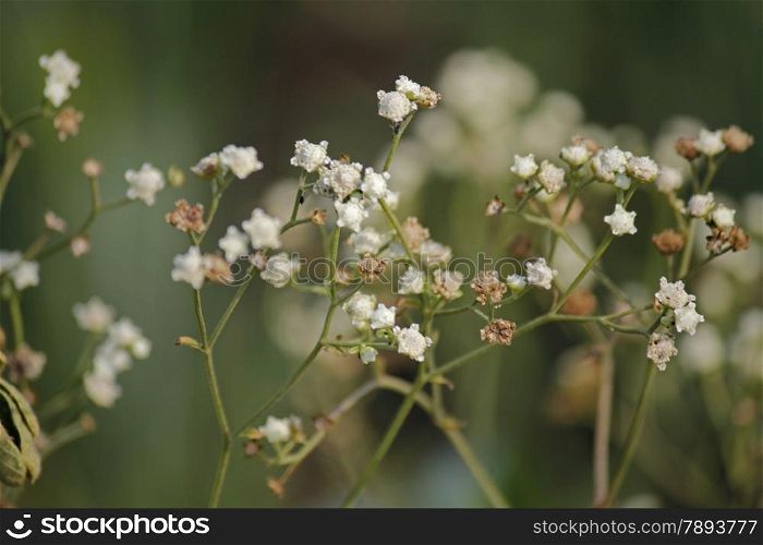Parthenium hysterophorus is a species of flowering plant in the aster family, Asteraceae. Common names include Santa Maria Feverfew and Whitetop Weed