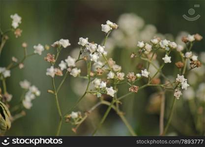 Parthenium hysterophorus is a species of flowering plant in the aster family, Asteraceae. Common names include Santa Maria Feverfew and Whitetop Weed