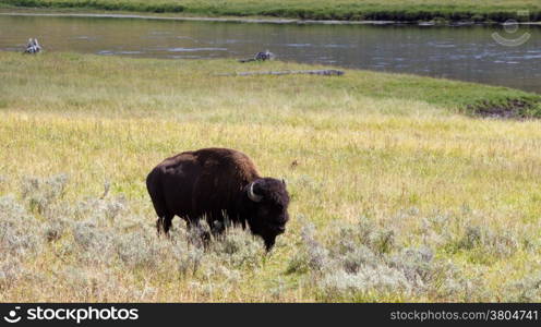 Partial front view of a single North American Bison (Buffalo) grazing in open prairie with Yellowstone River in background