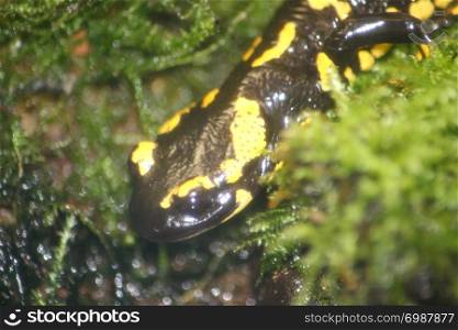 Partial view of a fire salamander (Salamandra salamandra). Teilansicht von einem Feuersalamander (Salamandra salamandra)