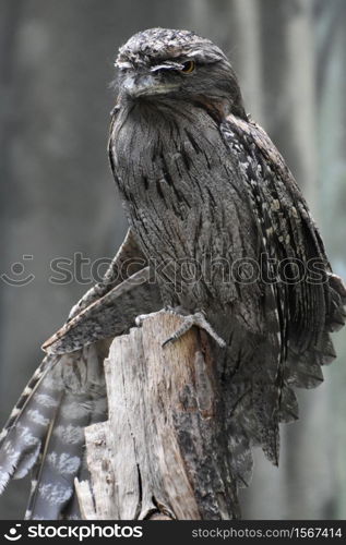 Partially extended wing on a tawny frogmouth bird.